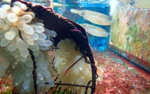 Oval squids with egg clutches in the experimental tanks at the OIST Marine Science Station