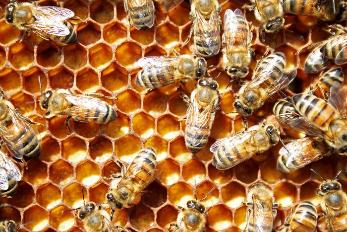 Caste Determination in Honey Bees