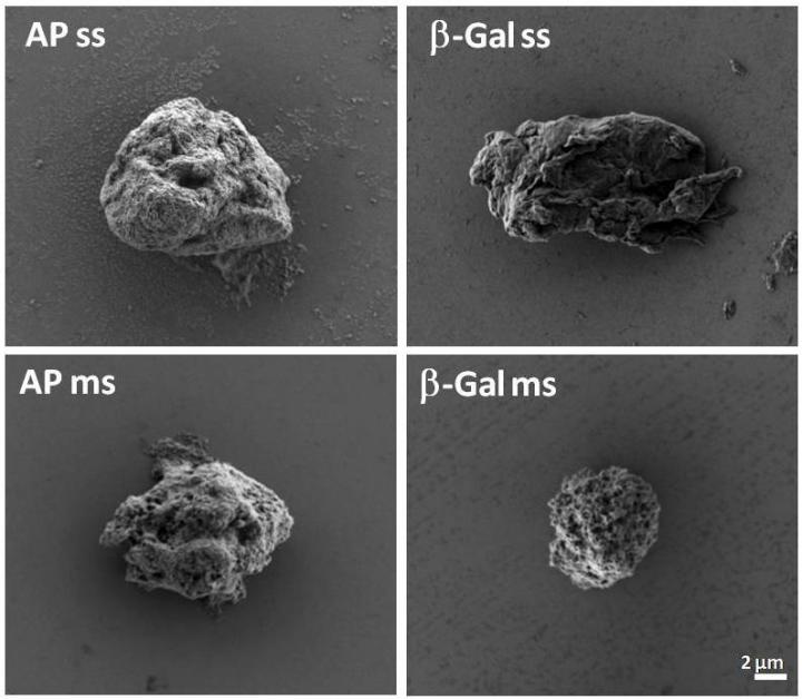 Artificial Inclusion Bodies