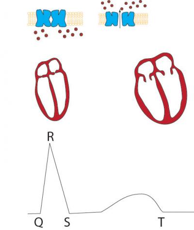 Keeping a Beating Heart in Rhythm (2 of 3)