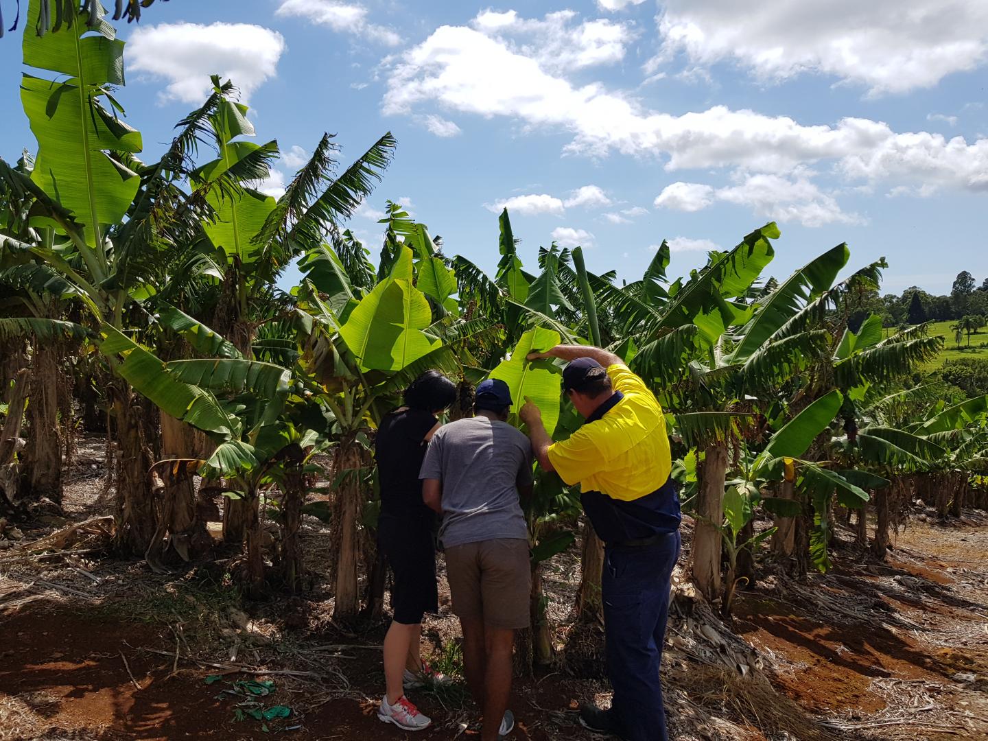 Searching for Banana Bunchy Top Virus