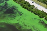 Toxic Green Algal Blooms