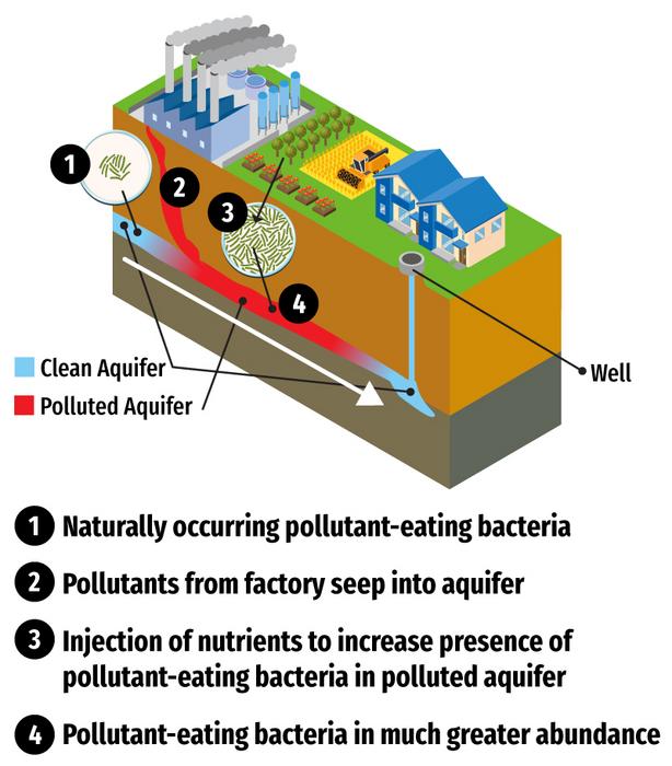 Biological clean of chemical pollution