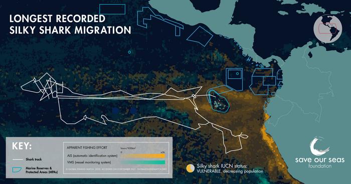 Silky shark infographic 2024