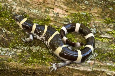 Annulatum (Ring Salamander)