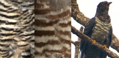 Cuckoo and Cuckoo-Hawk Plumage