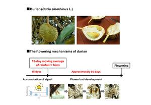 Flowering of durian.