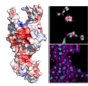 Ssp toxin and cell damage