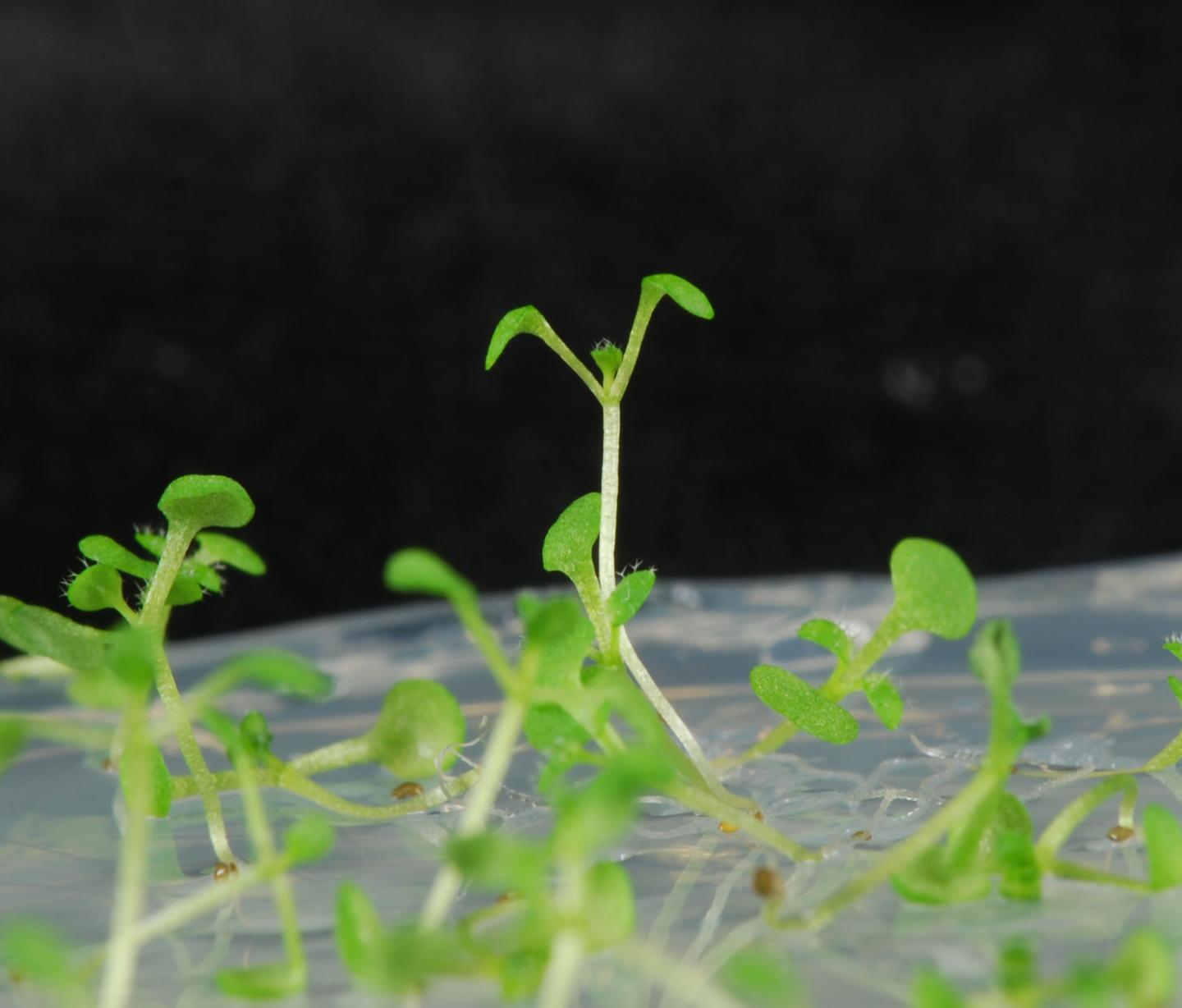 <em>Arabidopsis</em> Seedlings Avoiding Shade