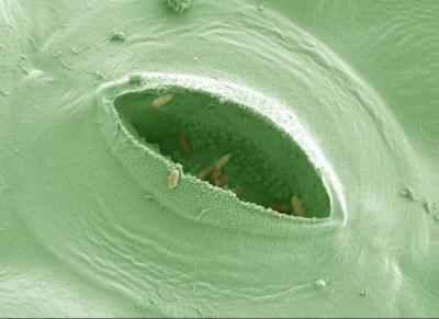 <i>Salmonella</i> in the Pores of a Lettuce Leaf
