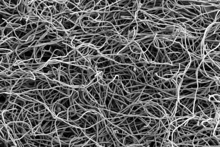 Bacteroides Treated with Antibiotic