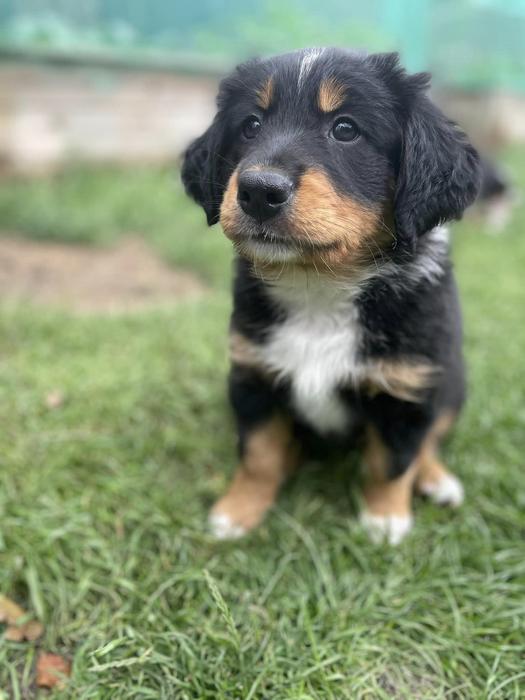 English Shepherd puppy