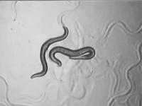 A <i>C. elegans</i> Male Mates with a Hermaphrodite (Real Time)