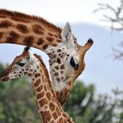 Human Activity Likely Affects Giraffe's Social Networks
