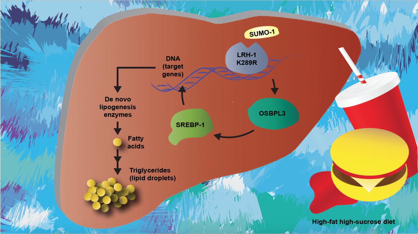A Diagram of Nonalcoholic Fatty Acid Disease