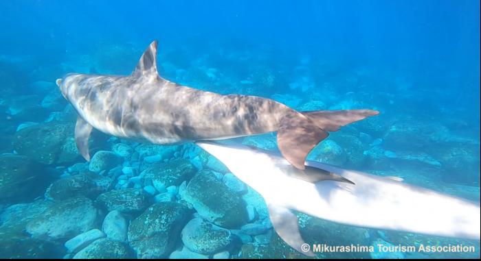 Suckling behavior of a wild Indo-Pacific bottlenose dolphin