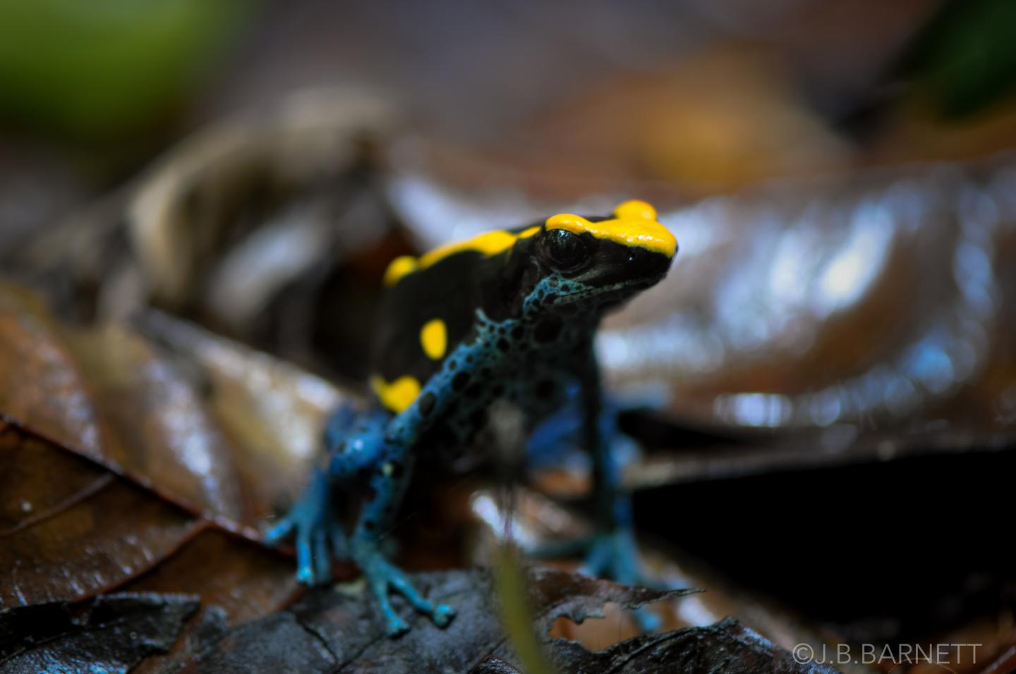 Dyeing Poison Dart Frog