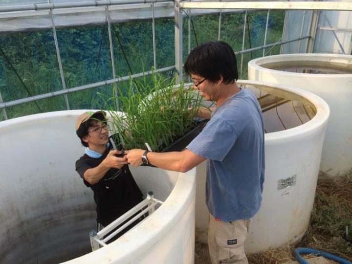 Genetic Adaptation Allows Rice to Survive Long-Term Flooding (5 of 12)