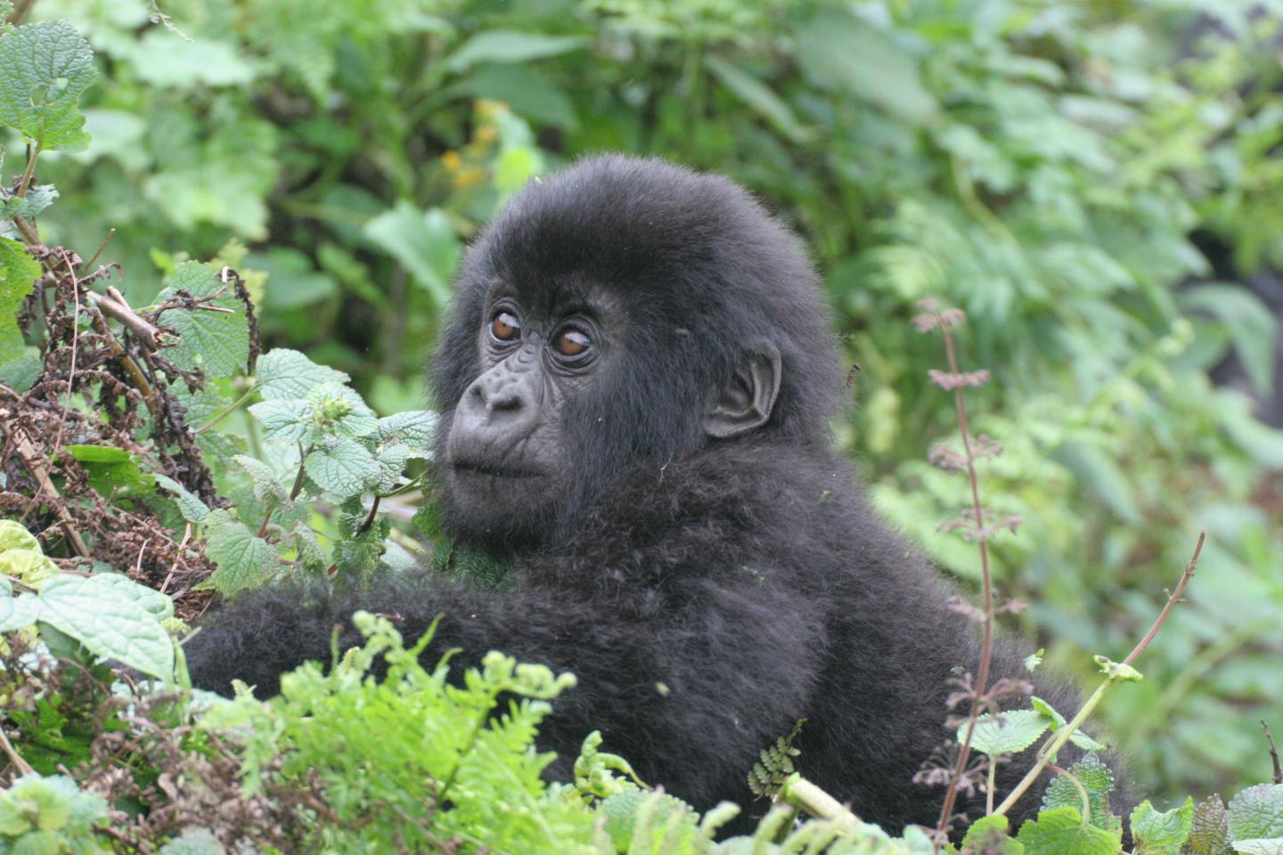 Gorillas can easily move between countries in the Virunga Volcanoes Transboundary Conservation Area