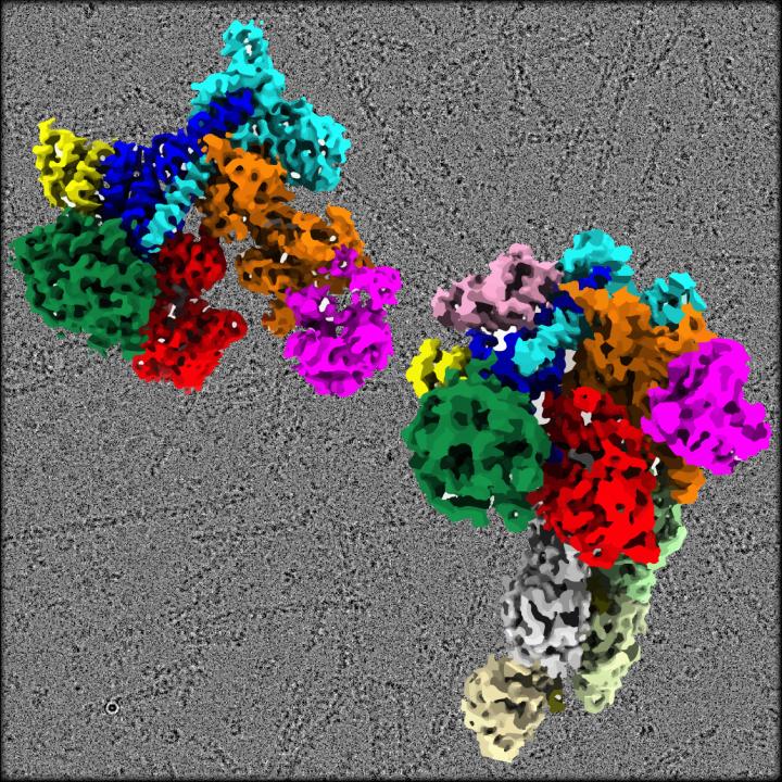 Arp2/3 Structure Complex