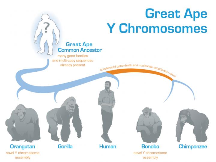 Evolution of the Y chromosome in great apes d | EurekAlert!