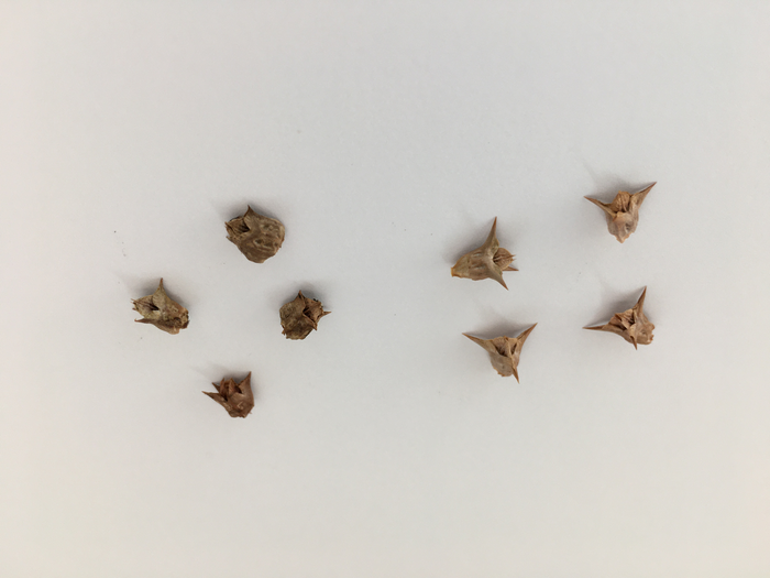 Emex australis seeds