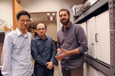 Researchers at Indiana University-Purdue University Indianapolis