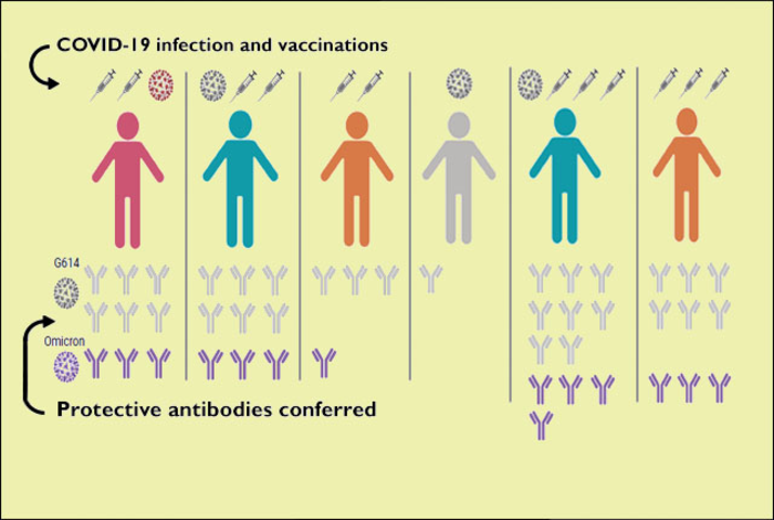 Antibody responses after COVID infection or vaccination