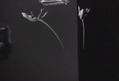 Free Falling Green Anolis Lizard Upside-Down