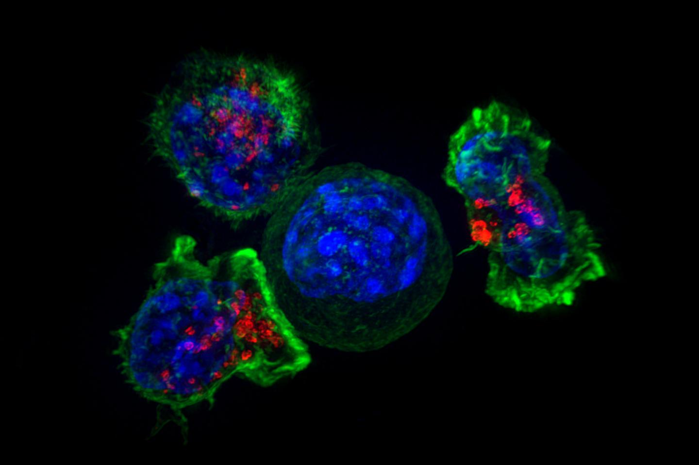 Three T Cells Surround a Cancer Cell