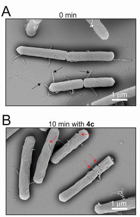 Bacillus subtilis bacteria before and after application of LPPO compounds