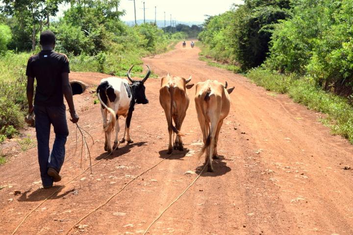 Kenyan Farmer with Livestock