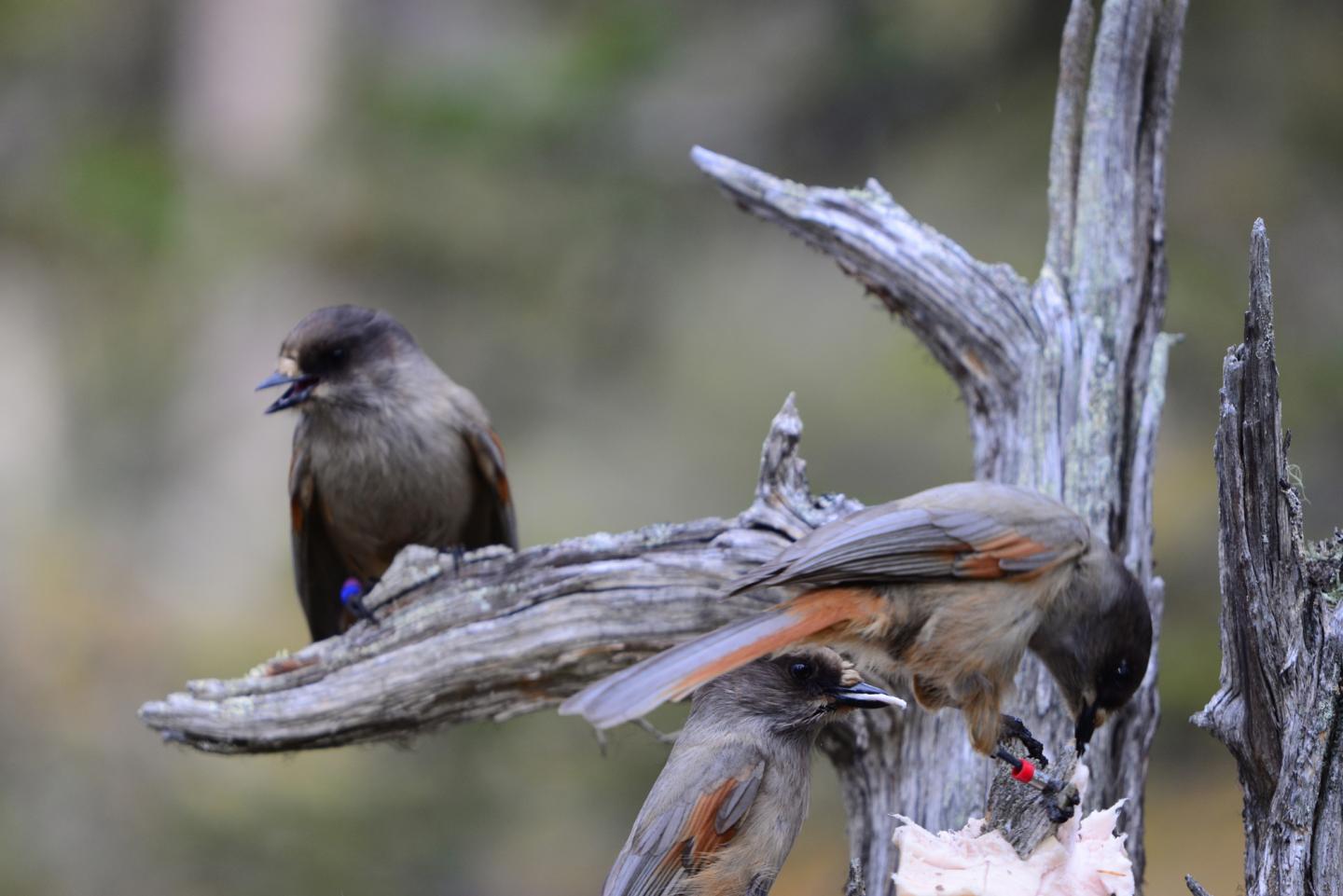 Siberian Jays 
