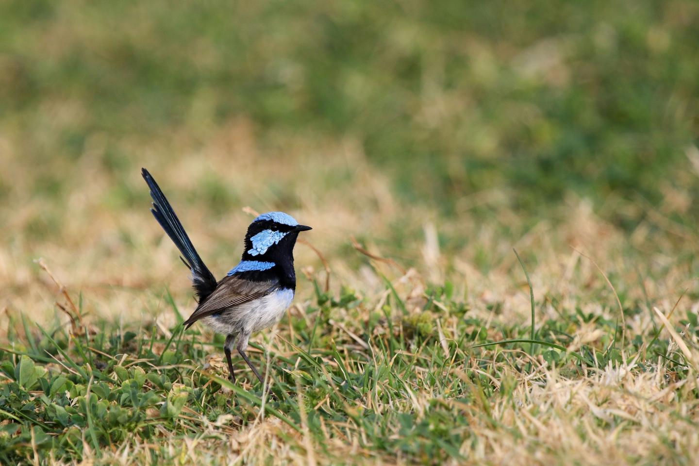 Alert Male Fairy-wren