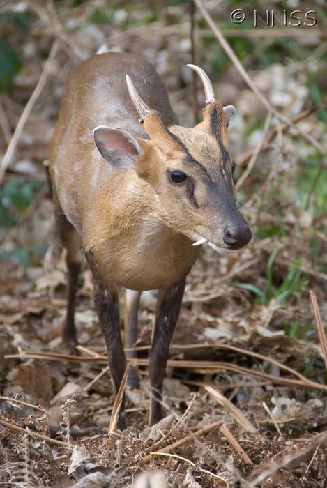 Muntjac