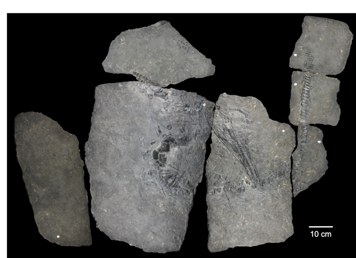 Exceptional X-Ray contrast: Radiography imaging of a Middle Triassic mixosaurid from Svalbard