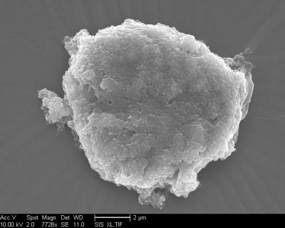 Individual Neuronal Nucleus
