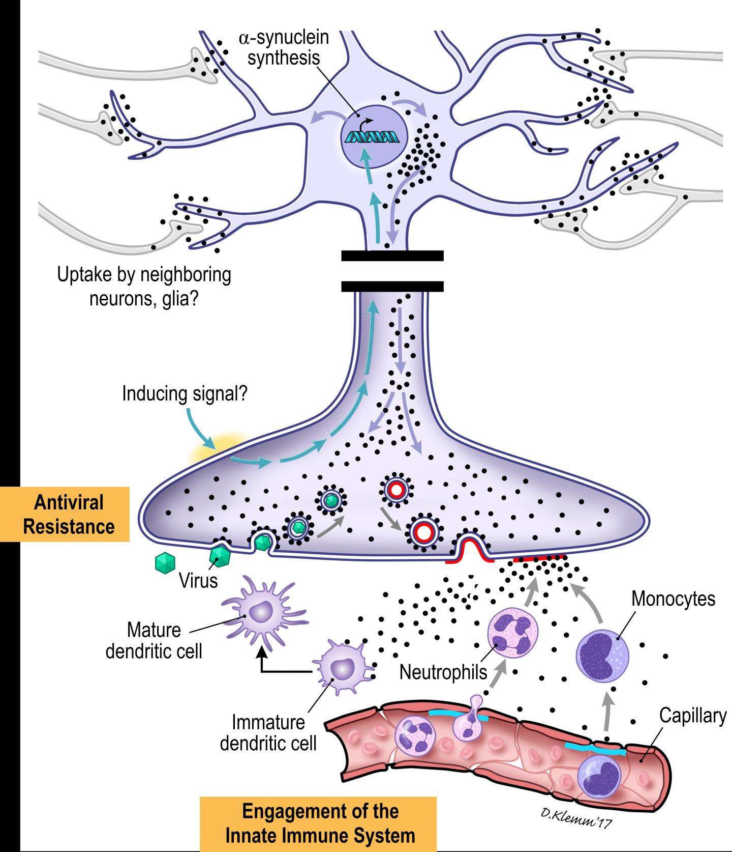 Graphic Representation of the Proposed Immune Roles of Alpha-Synuclein within the ENS
