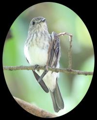 <I>Muscicapa sodhii</I>