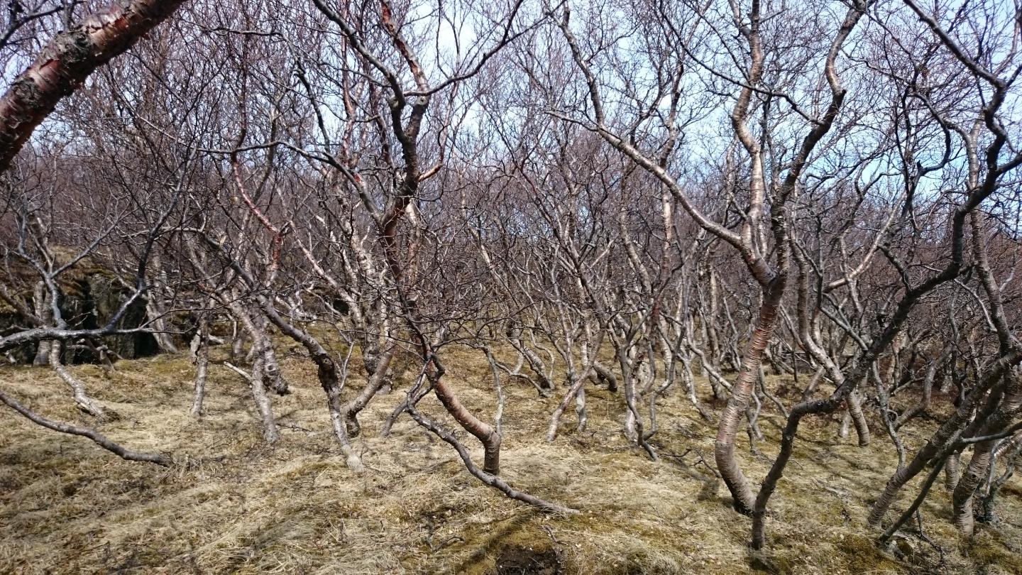 Birch Woodland on Iceland