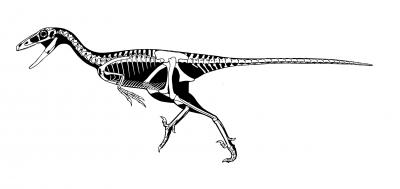 Black and White Skeletal Drawing of Talos Sampsoni