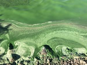 Harmful Algal Bloom