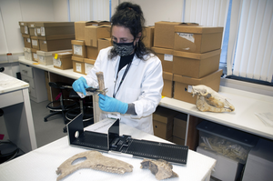 Dr Katherine Kanne from the University of Exeter measuring horse bones found in Goltho, Lincolnshire