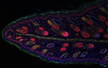 The Skin of a Mouse's Ear