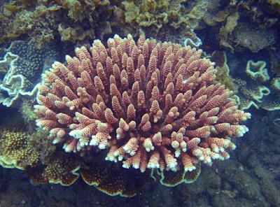 Adult <i>Acropora millepora</i>