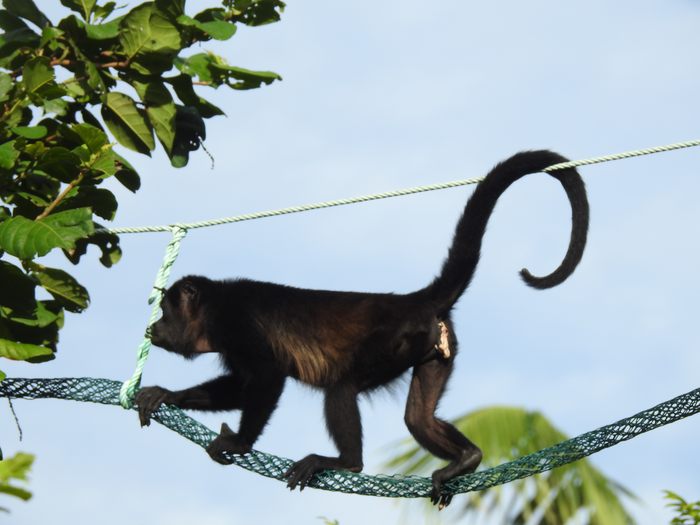 Female howler monkey on canopy bridge