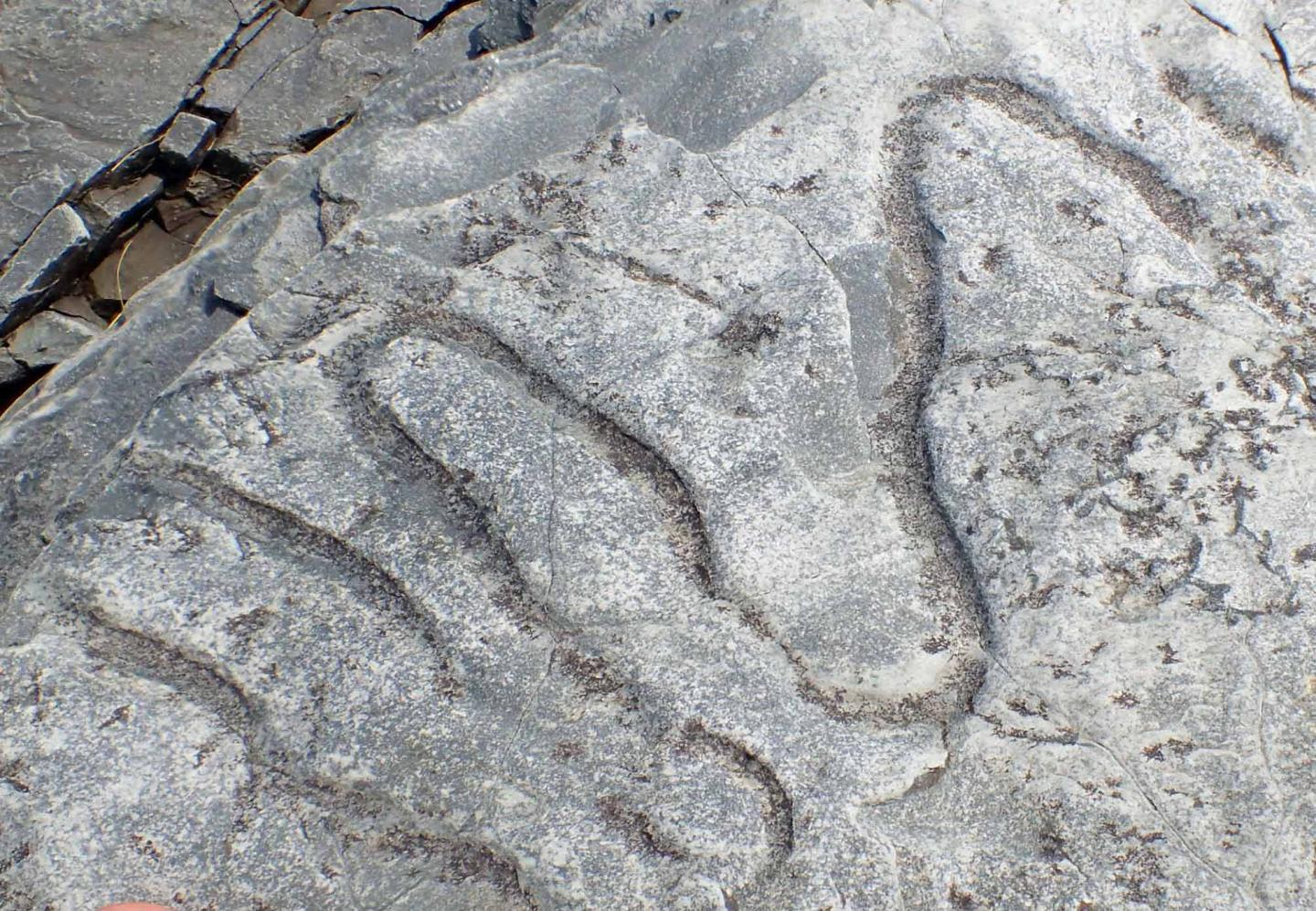 A fossilized meandering grazing trail from the Cambrian era