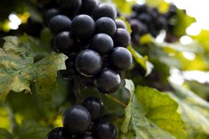 Muscadine grapes