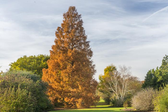 Dawn Redwood