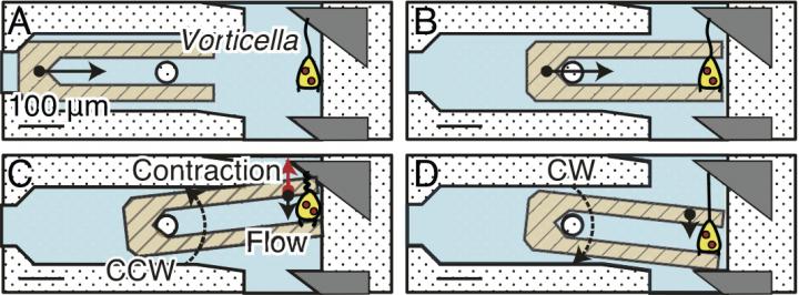 Harnessing a Structure to <em>Vorticella</em>